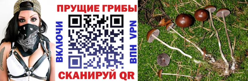 Псилоцибиновые грибы Cubensis  Новочеркасск 